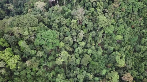 Tropical Rainforest. Stock Footage 82734990