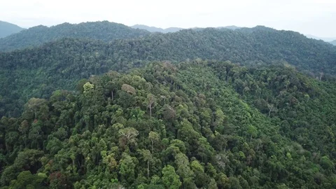 Tropical Rainforest. Vídeo Stock 82735018