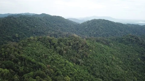 Tropical Rainforest. Video stock 82735135