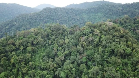 Tropical Rainforest. Vídeos de archivo 82735230