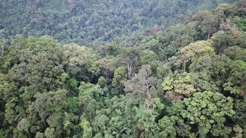 Tropical Rainforest. Vídeos de archivo 82735331