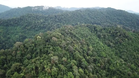 Tropical Rainforest. Stock Footage 82737735