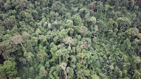 Tropical Rainforest. Stock-Footage 82737737