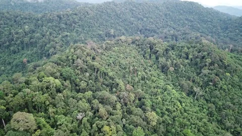 Tropical Rainforest. 스톡 동영상 82737829