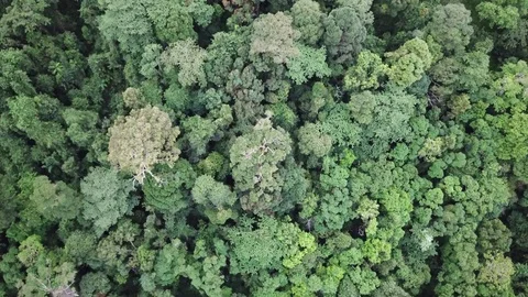 Tropical Rainforest. Vidéo 82737942