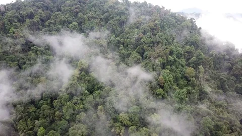 Tropical Rainforest. Vidéo 85044504