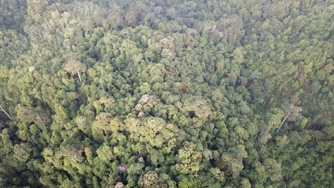 Tropical Rainforest. 動画素材 87819607
