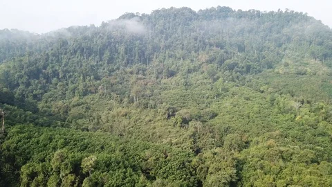 Tropical Rainforest. Stock-Footage 87898516