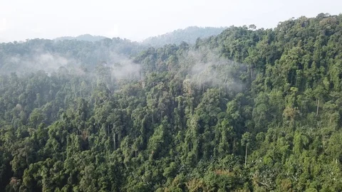 Tropical Rainforest. Vídeo Stock 87898965