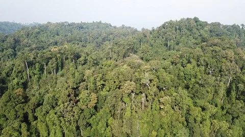 Tropical Rainforest. 스톡 동영상 87899180