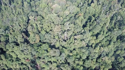 Tropical Rainforest. Vídeo Stock 87900954