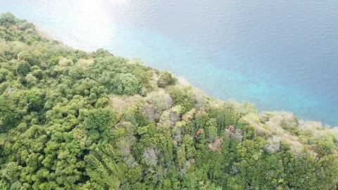 Tropical Rainforest. Stock Footage 88236711