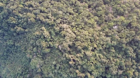 Tropical Rainforest. 動画素材 88237578