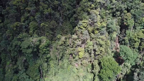 Tropical Rainforest. Stock Footage 90245669