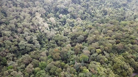 Tropical Rainforest Video stock 90271431