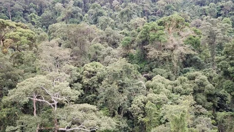 Tropical Rainforest Vídeo Stock 90284249