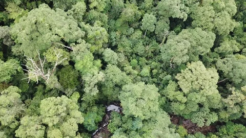 Tropical Rainforest Stock Footage 90285212