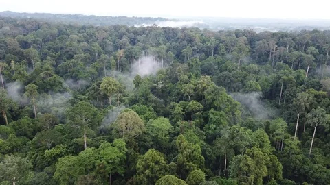 Tropical Rainforest Vídeo Stock 90932875