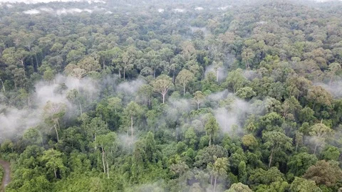 Tropical Rainforest Видео 90932885