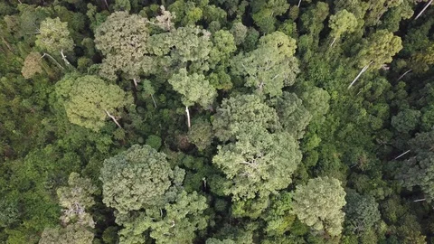 Tropical Rainforest Stock-Footage 91037309