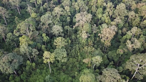 Tropical Rainforest Vídeo Stock 91037373