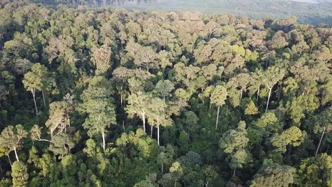 Tropical Rainforest Stock Footage 91038304