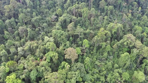 Tropical Rainforest 스톡 동영상 100579876