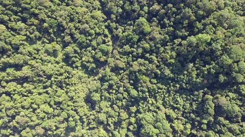 Tropical Rainforest Stock-Footage 100957543