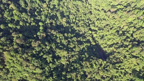 Tropical Rainforest Stock-Footage 100960360