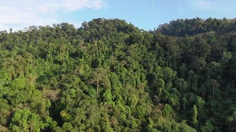Tropical Rainforest 動画素材 100976133