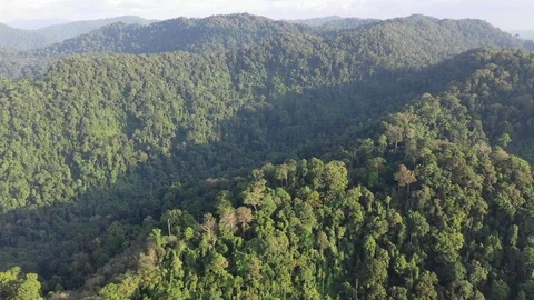 Tropical Rainforest Stock-Footage 100976894