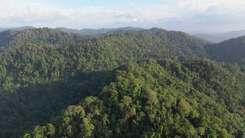 Tropical Rainforest 스톡 동영상 100978225