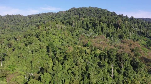 Tropical Rainforest Stock-Footage 101047954