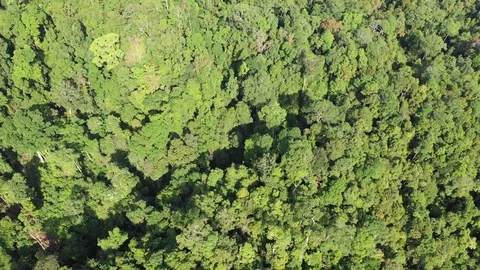 Tropical Rainforest Video stock 101416574