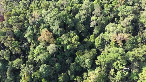 Tropical Rainforest 動画素材 101416681