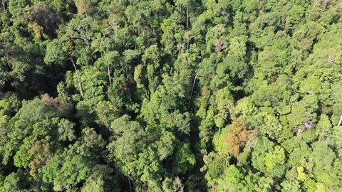 Tropical Rainforest 스톡 동영상 101417375