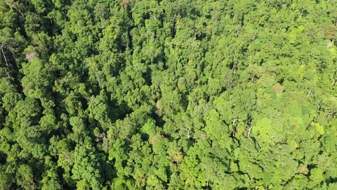 Tropical Rainforest 스톡 동영상 101936759