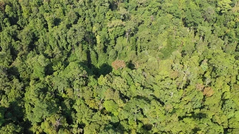 Tropical Rainforest 스톡 동영상 102036768