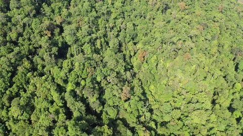 Tropical Rainforest Stock Footage 102037613