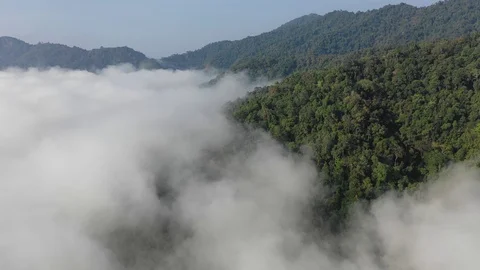 Tropical Rainforest Stock Footage 102086516