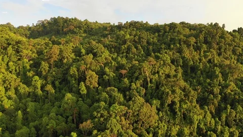 Tropical Rainforest Stock Footage 105233462