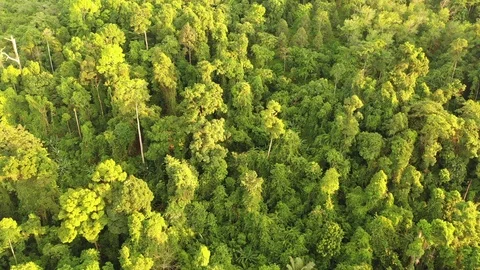 Tropical Rainforest Vídeo Stock 105234661