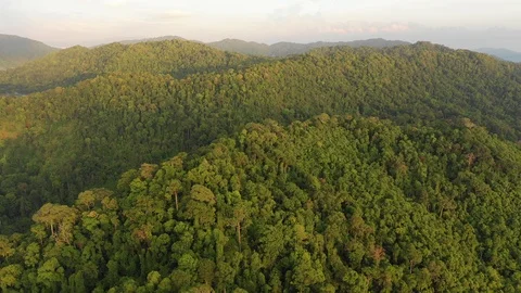 Tropical Rainforest Stock Footage 105235104