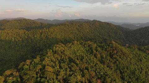 Tropical Rainforest Video stock 105237308