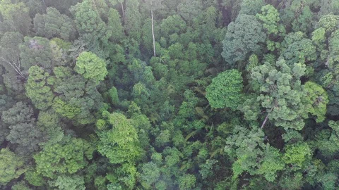 Tropical Rainforest Vídeo Stock 106109362