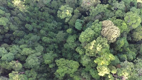 Tropical Rainforest Vídeo Stock 106109584