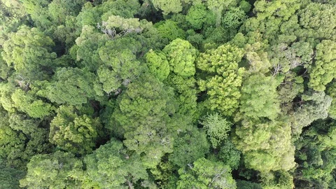 Tropical Rainforest 스톡 동영상 107765685
