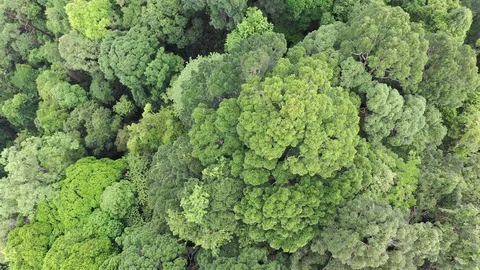 Tropical Rainforest Stock Footage 107767312