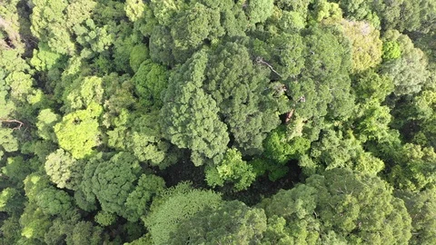 Tropical Rainforest Video stock 107768359