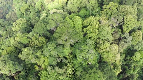 Tropical Rainforest Video stock 107868217